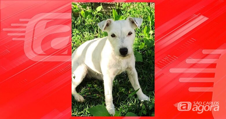 Cachorrinha Nose desaparece na região do Jockey Club -