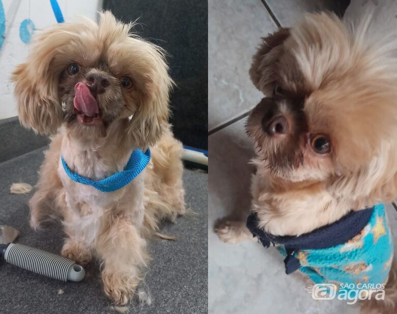 Procura-se cachorrinho Bili que desapareceu na região do Américo Alves Margarido. -