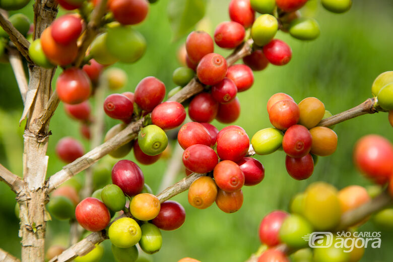 Estudo avaliou como o estresse hídrico impacta o café arábica do Cerrado brasileiro - 