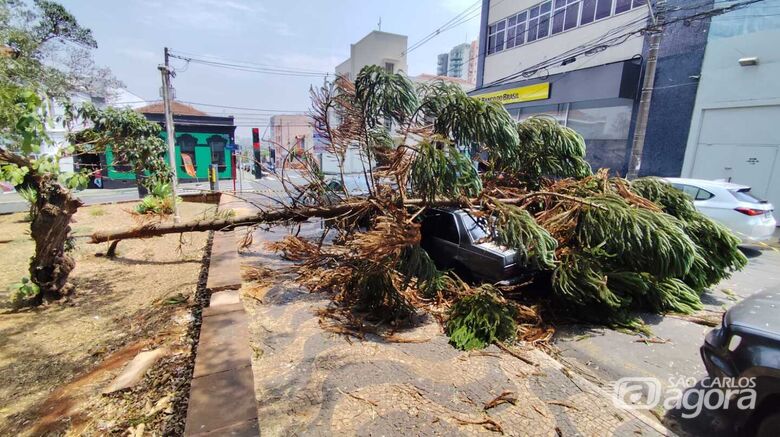 Árvore caí sobre carro com quatro pessoas no Centro  - Crédito: Maycon Maximino 