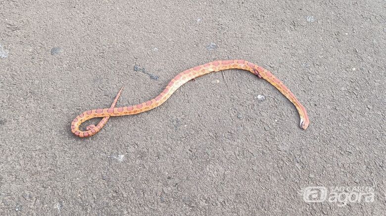 Cobra é encontrada morta em rua movimentada da Vila Nery - Crédito: redes sociais