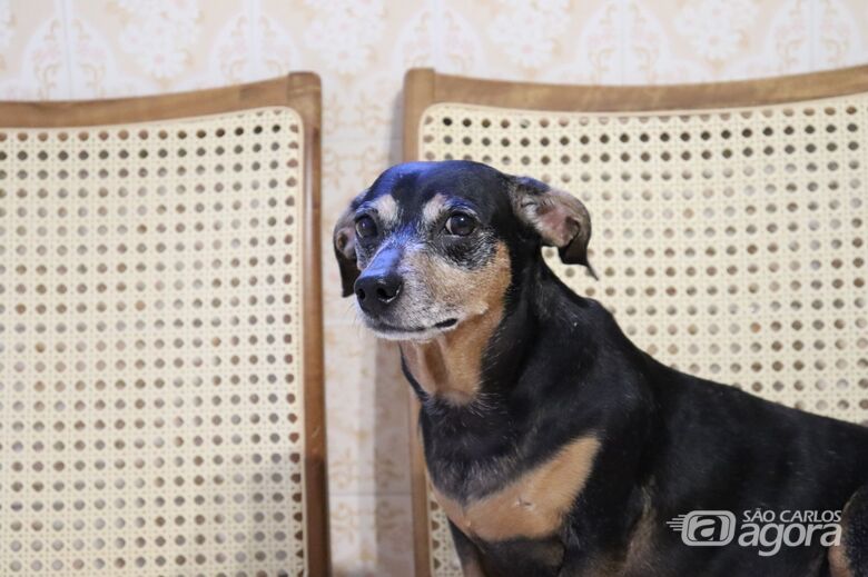 Homenagem da Funerais Pet à cachorrinha Cristal - 