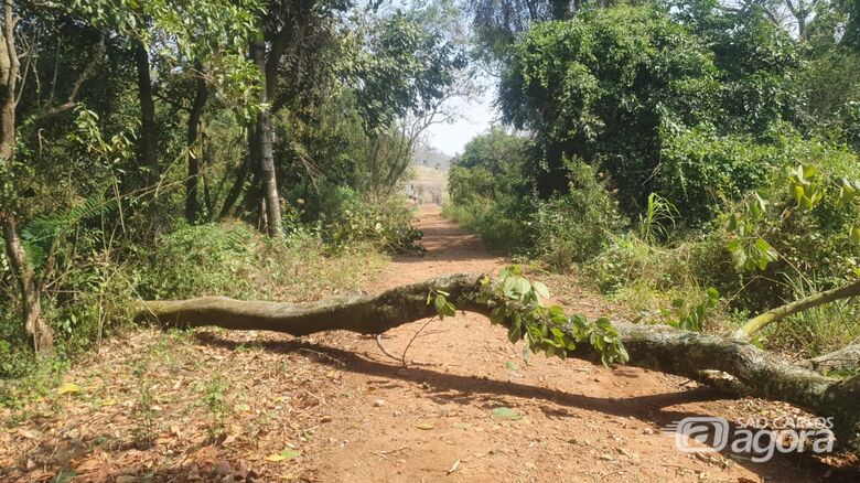 Tronco atravessa a estrada de terra: trânsito momentaneamente impedido - Crédito: Divulgação