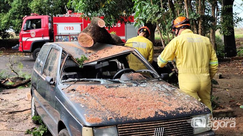 Bombeiros fizeram a retirada dos galhos - Crédito: Maycon Maximino