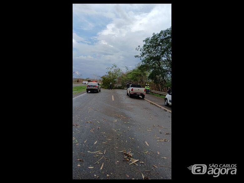 Árvore de grande porte cai e interdita estrada que liga São Carlos a Ribeirão Preto - Crédito: Whatsapp SCA