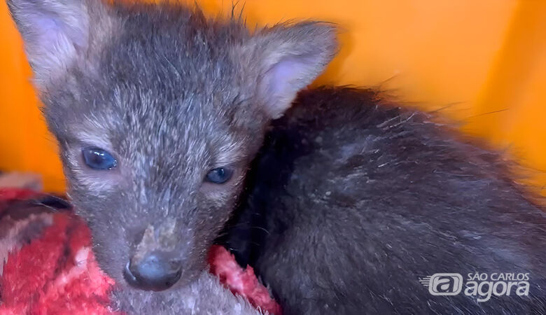 Cachorro-do-mato, um dos animais resgatado - Crédito: divulgação