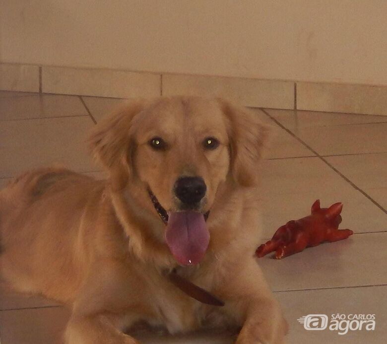 Homenagem da Funerais Pet ao cachorro Raty -