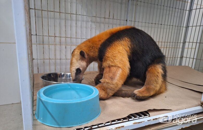 Primeiros animais vítimas de incêndios florestais começam a voltar à natureza - Crédito: divulgação