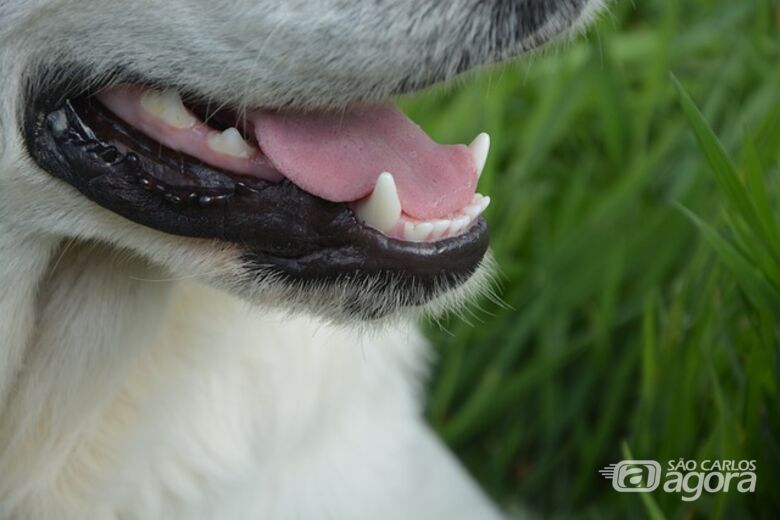 Dentes de cachorro [imagem ilustrativa] - Crédito: Pixabay