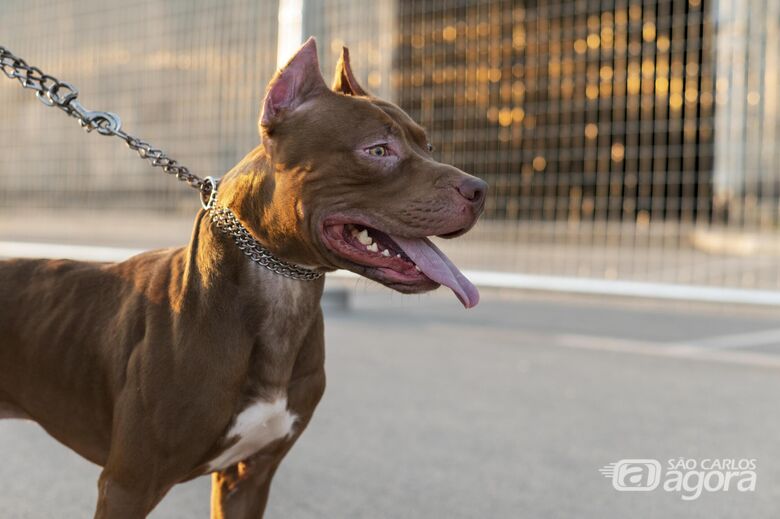 Cão da raça pitbull - Crédito: Freepik