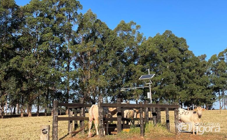 Bovinos passando na balança digital, uma ferramenta de Pecuária de Precisão - Crédito: Gisele Rosso