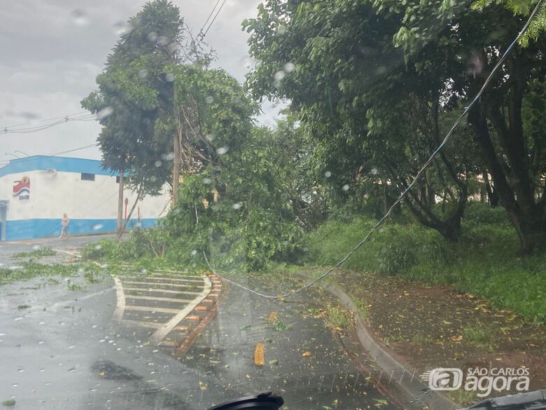 São Carlos registra queda de árvores após rajadas de vento neste domingo  - Crédito: Colaborador 