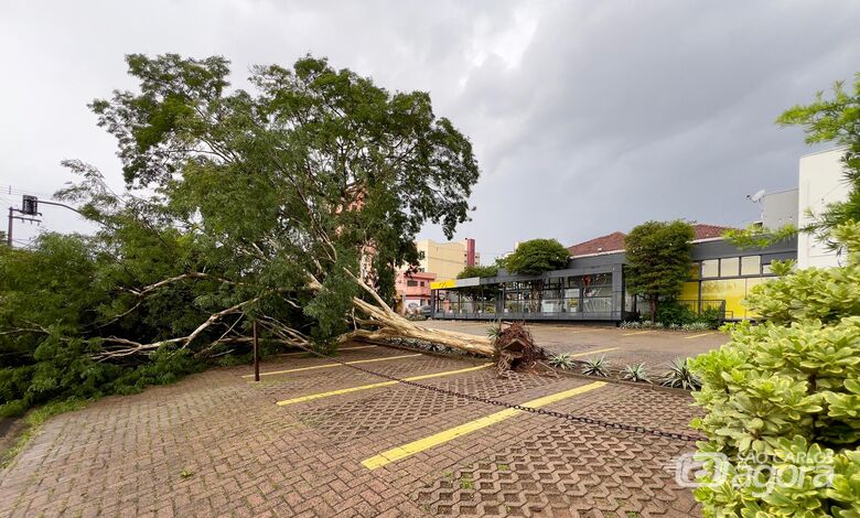 Árvore de grande porte cai sobre estacionamento de academia no centro de São Carlos - Crédito: Colaborador 