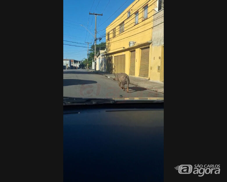 Porco flagrado em ruas da Vila Prado segue circulando e intriga moradores - 