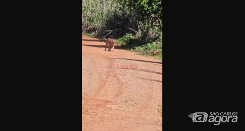 Leitor flagra onça-parda na região da Fazenda Santa Maria, em São Carlos; veja vídeo - 