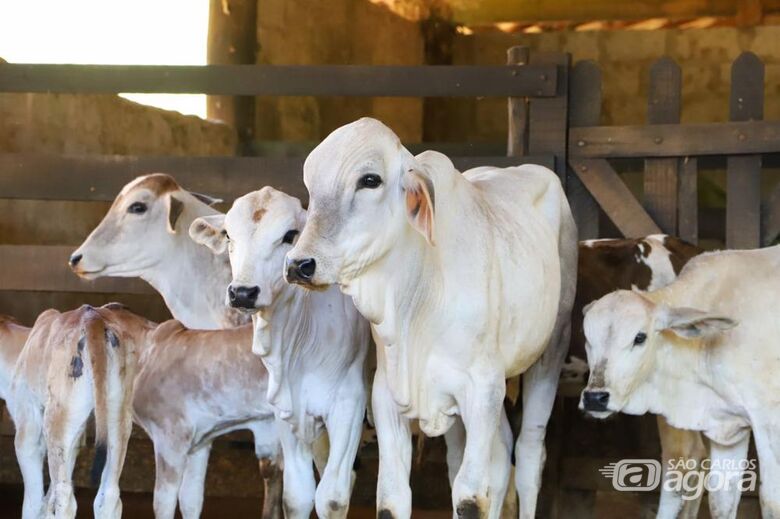  A declaração de vacinação pelo proprietário ou responsável pelos animais não é mais necessária  - Crédito: Foto: Divulgação/Governo de SP