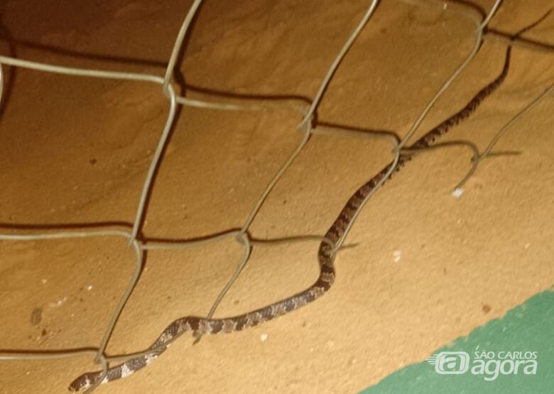 Cobra causou medo em frequentadores do Cica, no centro de São Carlos - Crédito: Divulgação