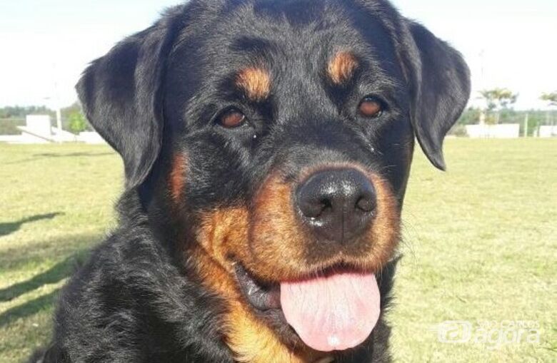Homenagem da Funerais Pet à Cachorrinha Hanna -
