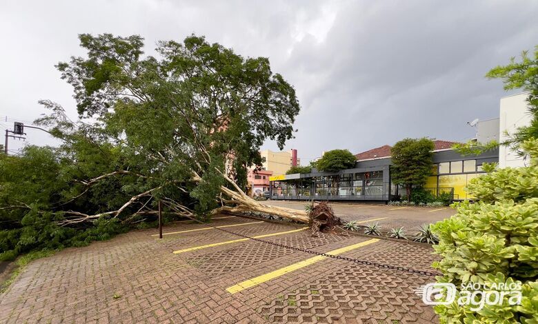 Quem é responsável pela poda? Entenda como funciona - Crédito: Foto: arquivo SCA