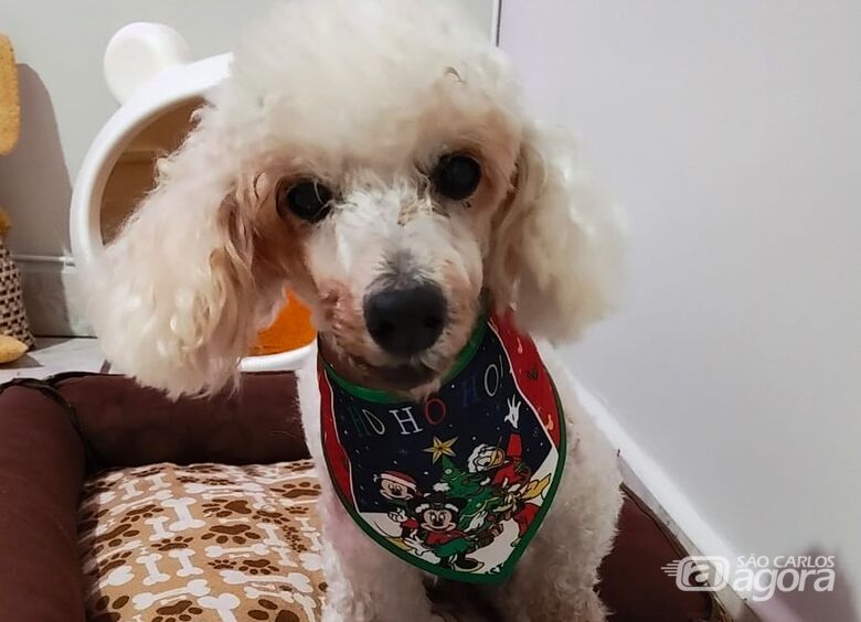 Homenagem da Funerais Pet ao cachorrinho Gohan Ninen - Crédito: Divulgação