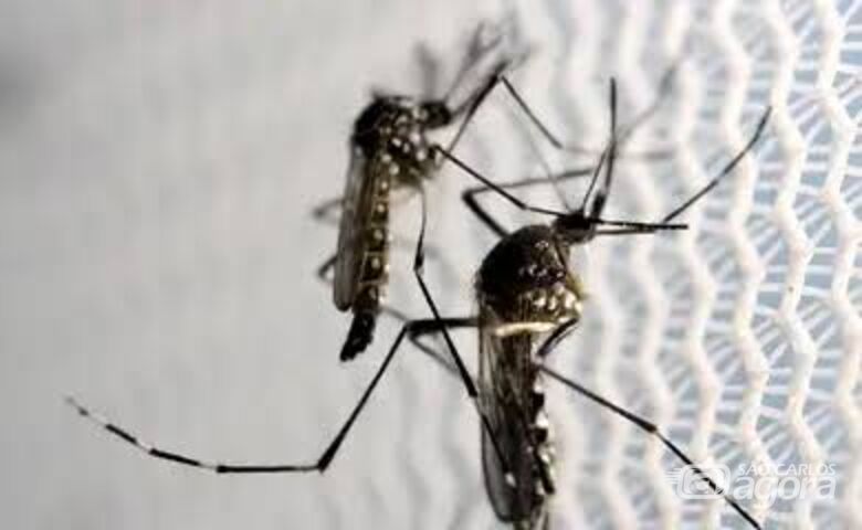 Mosquito da dengue  - Crédito: Agência Brasil 