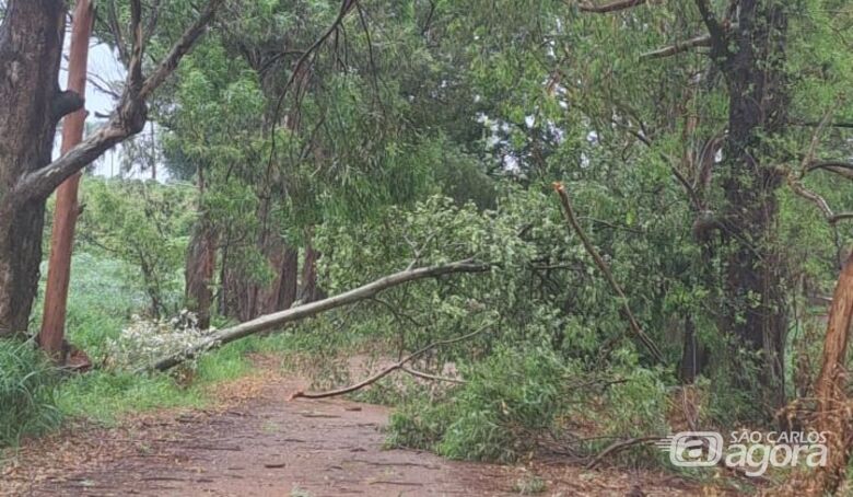 Moradora fotografou galho de grande porte que caiu sobre a estrada municipal - Crédito: Divulgação