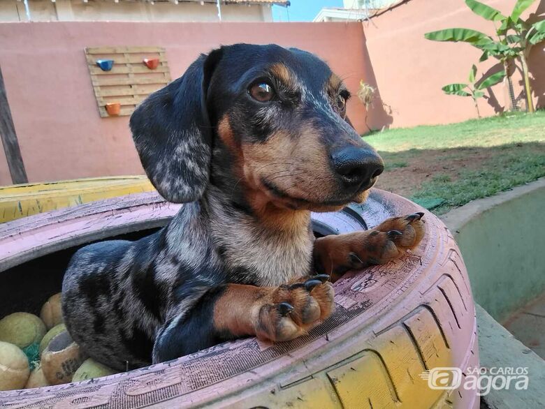 Clube do Minguinho: diversão e cuidado para seu pet em São Carlos - 