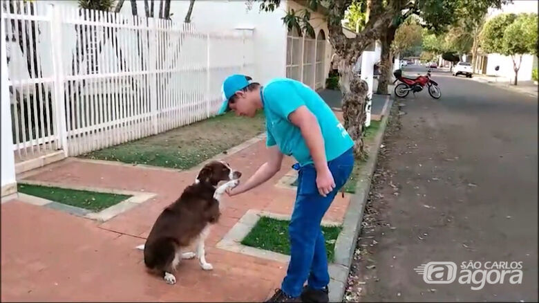 'Conexões': Adestramento de cães  técnicas ajudam a criar uma boa relação entre animal e tutor - 