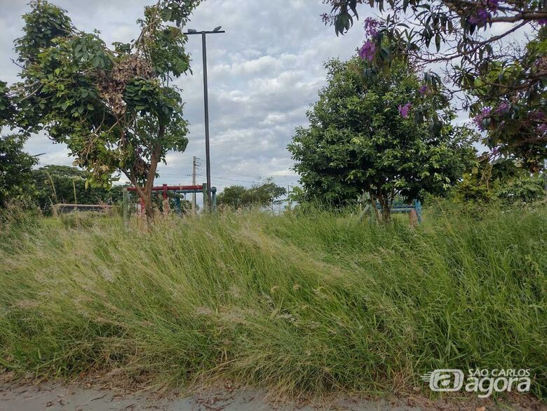 Mato alto em praça incomoda moradores no Jardim Araucária - Crédito: Maycon Maximino