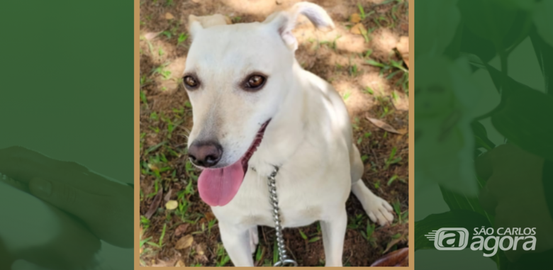 Homenagem do Grupo Santa Cruz a pet June -