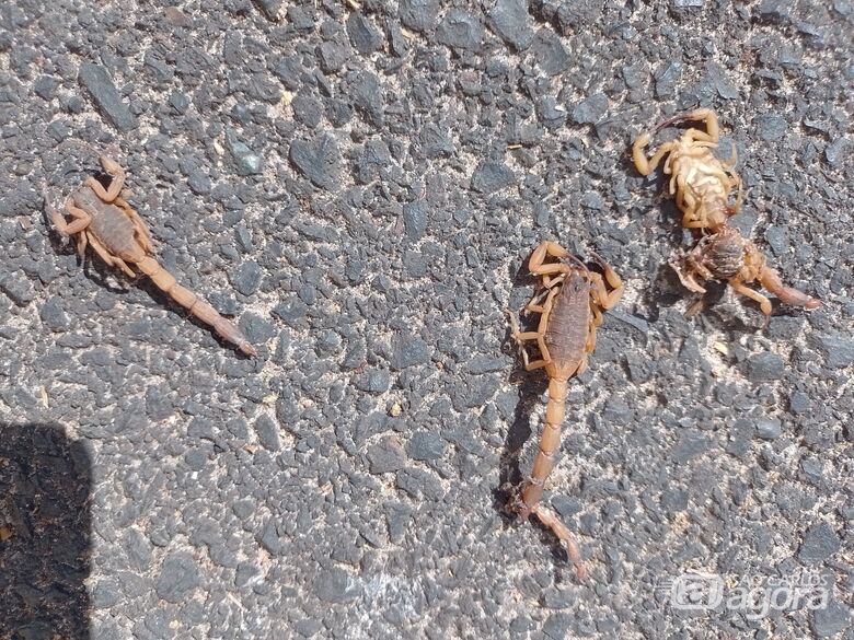 Escorpiões capturados - Crédito: Whatsapp SCA