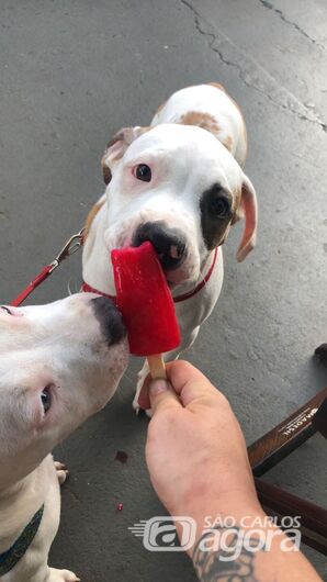 Homenagem da Funerais Pet à cachorrinha Ravena -