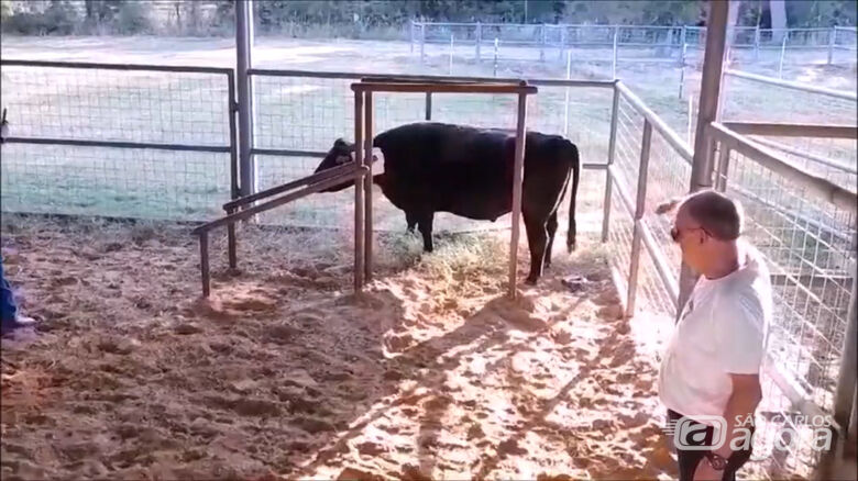 Em testes nos Estados Unidos - Colar bovino estimula a reprodução e apoia a saúde animal - Crédito: divulgação