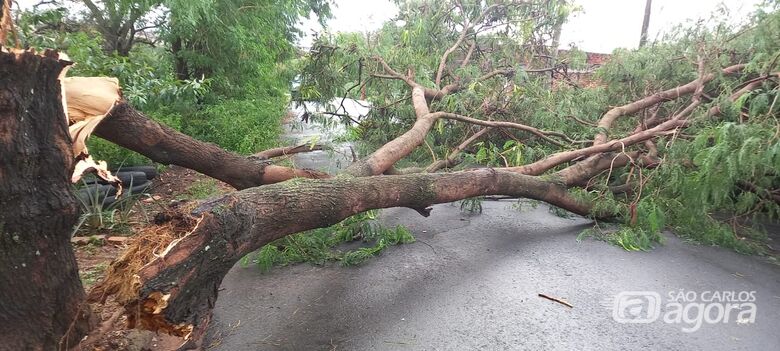 Árvore de grande porte caiu no meio da avenida - Crédito: Maycon Maximino