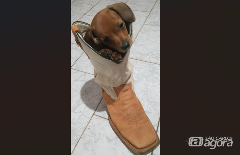 Homenagem da Funerais Pet ao cachorrinho Paulo Sergio Junior - Crédito: Arquivo Pessoal