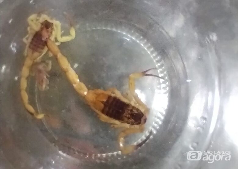 Escorpiões capturados tiram o sono de moradores de condomínio - Crédito: Divulgação