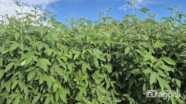 Guandu BRS Guatã destaca-se pelo potencial no controle natural de nematoides, pragas que causam prejuízos bilionários à agricultura brasileira - Crédito: Gisele Rosso