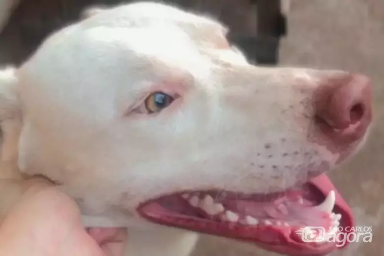 Cão Lucky - Crédito: arquivo pessoal