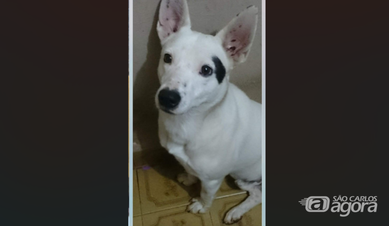 Homenagem da Funerais Pet ao cachorrinho Galahad - Crédito: Maycon Maximino