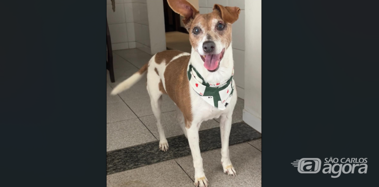 Homenagem da Funerais Pet ao cachorrinho Hulk - Crédito: Arquivo Pessoal