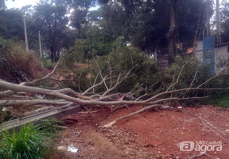 Chuva e vento derrubaram árvores no balneário - Crédito: divulgação