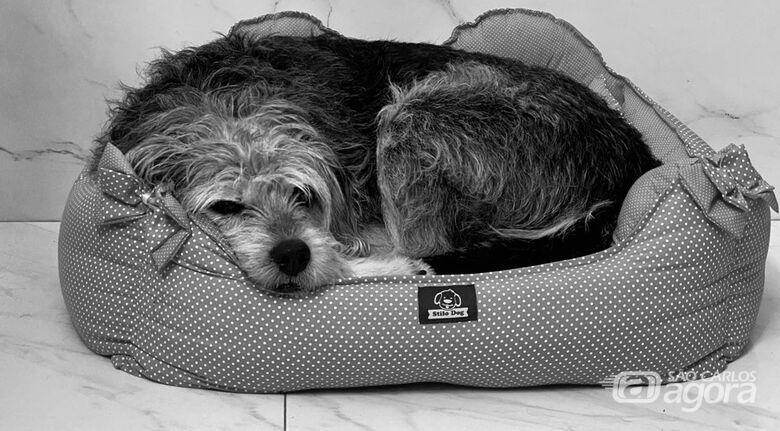 Homenagem da Funerais Pet a cachorrinha Dalila - Crédito: Arquivo Pessoal