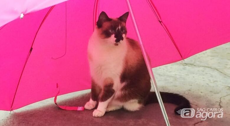 Homenagem da Funerais Pet ao gatinho Maycon Richard - Crédito: Arquivo Pessoal
