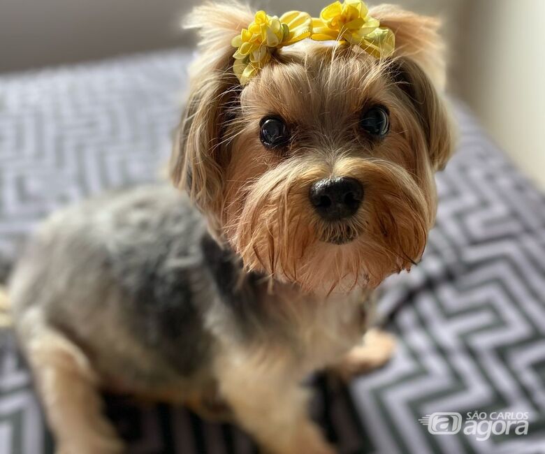 Homenagem da Funerais Pet a cachorrinha Maria Isabella - Crédito: Arquivo Pessoal