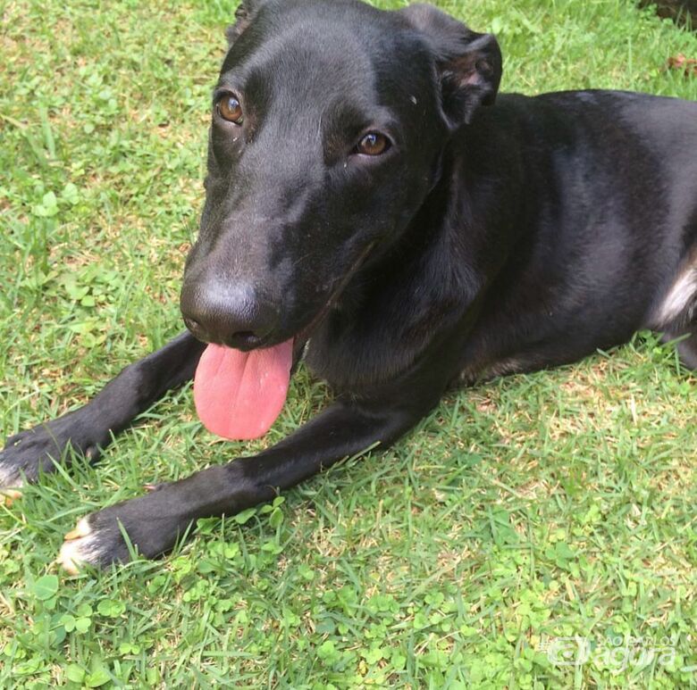 Homenagem da Funerais Pet ao cachorro Flavio -