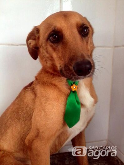 Homenagem da Funerais Pet ao cachorrinho Bono -