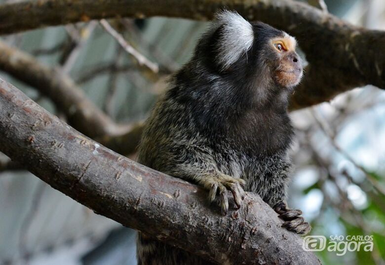Macaco Sagui - Crédito: Pixabay