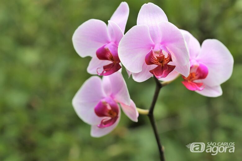 Orquídea - Crédito: Pixabay