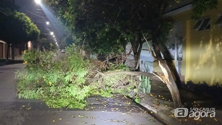 Galho de árvore despencou em rua em São Carlos durante a chuva - Crédito: Divulgação