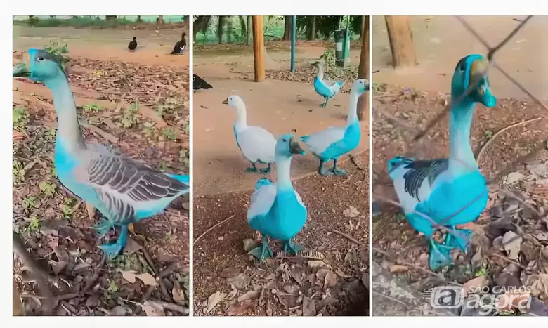 Cidade do interior de SP apura vazamento de corante que tingiu aves em parque - Crédito: Associação Mata Ciliar